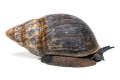 Archachatina marginata ovum Nigeria XXL adult